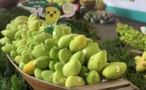 toi-uu-nang-suat-cay-xoai-voi-vat-tu-nong-nghiep-chuyen-dung-tai-cao-lanh