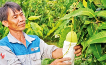 vat-tu-nong-nghiep-chuyen-xoai-bi-quyet-giup-nong-dan-cao-lanh-vuon-ra-thi-truong-quoc-te